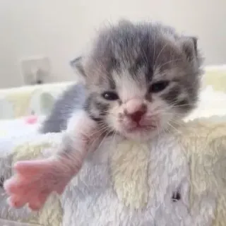 🍓 새끼 고양이, 새끼 동물, 고양이, 애완 동물, 귀여운, 동물, 작은 whatsapp sticker