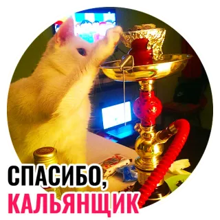🙏 СПАСИБО, КАЛЬЯНЩИК gato, narguilé, fumar, obrigado, russo, humor telegram sticker