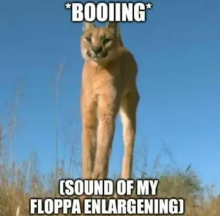🐱 *BOOIING* (SOUND OF MY FLOPPA ENLARGENING) Katze, Meme, Floppa, Lustig, Tier telegram sticker