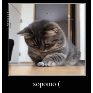 😐 хорошо ( mèo, buồn, dễ thương, thú cưng, meme telegram sticker