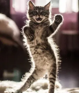 🎀 cat, animal, kitten, cute, pose, standing whatsapp sticker