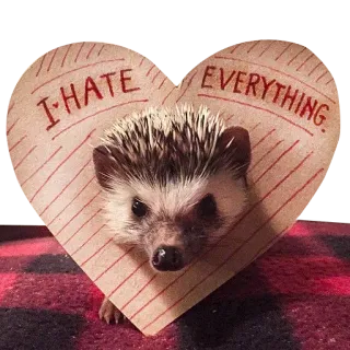 😡 I HATE EVERYTHING. erizo, odio, todo, corazón, animal, pegatina telegram sticker