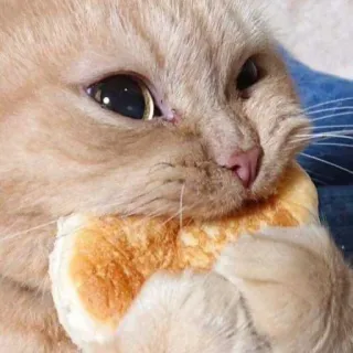 🐱 gato, fofo, animal, pão, comida, animal de estimação telegram sticker
