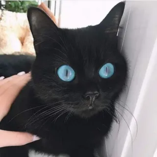 😳 gato, gato preto, animal, animal de estimação, olhos azuis, fofo telegram sticker