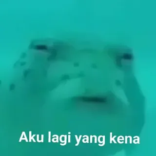 🐡 Aku lagi yang kena turtle, underwater, animal, meme telegram sticker