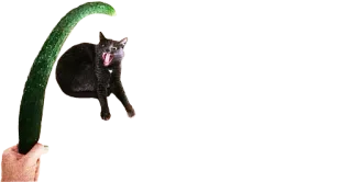 🥒 cat, cucumber, animal, pet, meme telegram sticker