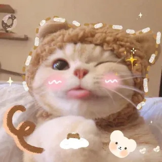 🩹 Katze, Tier, süß, kawaii, Bär, Hut, zwinkern, Zunge whatsapp sticker