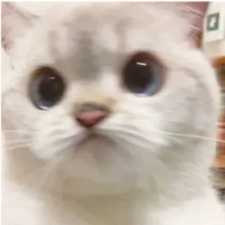 😕 gatto, gattino, carino, animale, animale domestico, gatto domestico, gatto bianco, occhi azzurri telegram sticker