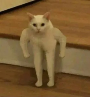 🤔 chat, drôle, mème, animal, chat musclé, bras, jambes telegram sticker