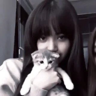 🐱 고양이, 새끼 고양이, 여자, 애완 동물, 동물, 사람 telegram sticker
