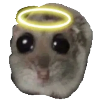 😇 햄스터, 귀여운, 동물, 후광, 천사 whatsapp sticker