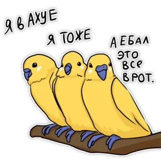 🤬 Я в ахуе Я тоже А ебал это все в рот. Vögel, Papageien, Slang, Fluchen, Russisch, Humor whatsapp sticker