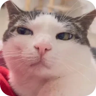 🤨 gatto, animale, animale domestico, meme, divertente, carino telegram sticker