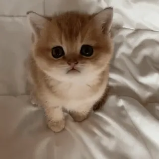 😼 kitten, cat, cute, animal, pet, feline, small, domestic whatsapp sticker