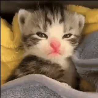 Больше стиков тут: @stikery4 whatsapp stickers