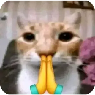 🥺 gatto, preghiera, emoji telegram sticker
