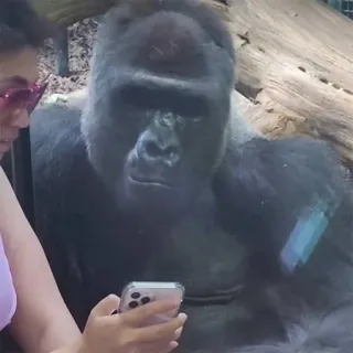 🦍 gorille, zoo, animal, primate, téléphone, humain telegram sticker