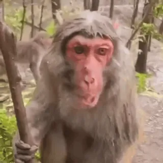 🫤 猿, 動物, 野生動物, 霊長類, 自然 whatsapp sticker