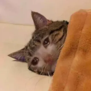 😭 кот, грустный, плачущий, мем, животное, питомец, милый, котёнок telegram sticker