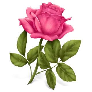 🌹 Роза, Цветок, Розовый, Цветочный, Растение, Природа telegram sticker