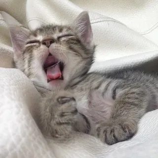 😍 anak kucing, menguap, kucing, hewan, imut, mengantuk telegram sticker