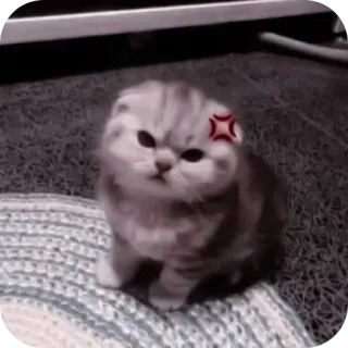 🌟 gato, gatinho, bravo, fofo, animal de estimação, animal, felino telegram sticker