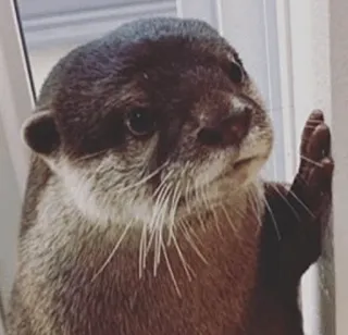 😕 otter, animal, mammal, cute telegram sticker