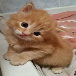 😊 gattino, gatto, animale, animale domestico, carino, domestico telegram sticker