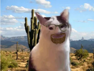 🌵 cat, meme, glasses, desert, cactus telegram sticker
