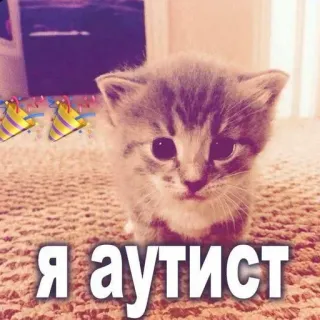 🤕 я аутист mèo, mèo con, văn bản, xúc phạm, nga telegram sticker