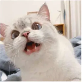 😡 gatto, animale, animale domestico, scioccato, carino, meme telegram sticker