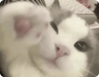 👋 cat, animal, pet, cute, mammal whatsapp sticker