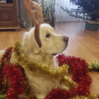 🎉 Hund, Golden Retriever, Rentier, Weihnachten, Feiertag, Lametta, festlich telegram sticker