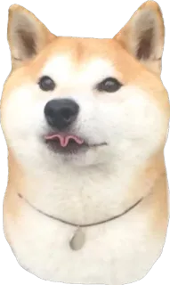 👻 Hund, Shiba Inu, Tier, Haustier, süß, Meme telegram sticker