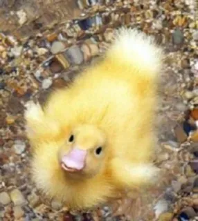 🌟 pato, patito, agua, lindo, animal, amarillo, pájaro telegram sticker