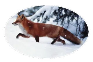 🦊 Fuchs, Tier, Winter, Schnee, Wildtier telegram sticker