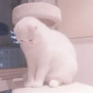 🐈 kot, biały kot, zwierzę domowe, zwierzę, słodki, zwierzę domowe, kociak telegram sticker