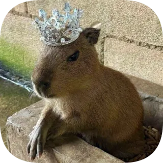 👑 capybara telegram sticker