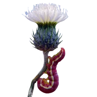 🌸 чертополох, гусеница, цветок, растение, природа, насекомое telegram sticker
