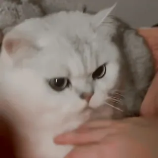 🤬 cat, feline, cute, animal, pet, reaction, mood, scottish fold telegram sticker