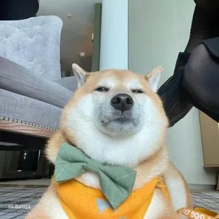 ☁ anjing, shiba inu, hewan peliharaan, binatang, dasi kupu-kupu, lucu telegram sticker