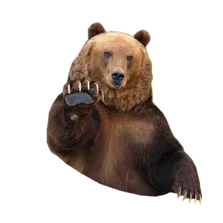 😠 bear, animal, wildlife, mammal, nature, grizzly bear telegram sticker
