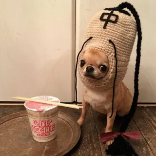 🐕 Cup Noodles cão, chihuahua, macarrão, macarrão instantâneo, animal de estimação, animal, chapéu telegram sticker