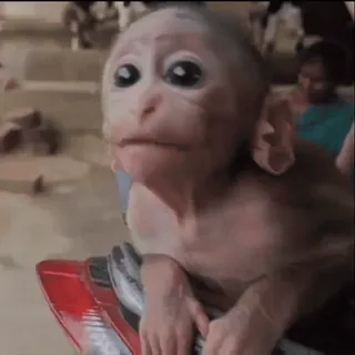 🥹 macaco, animal, fofo, primate, vida selvagem, filhote de macaco telegram sticker