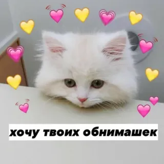 ❤️ хочу твоих обнимашек chat, animal, amour, coeurs, mignon, kawaii whatsapp sticker