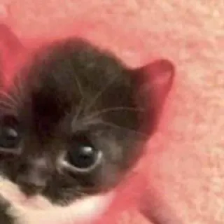🥺 anak kucing, kucing, binatang, imut, hewan peliharaan, hewan piaraan telegram sticker