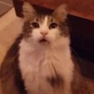 😶 猫, ペット, 動物, 家畜, 哺乳類, ネコ科 telegram sticker