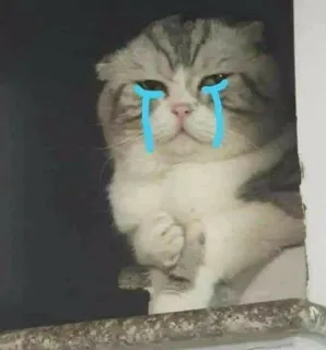 🥲 고양이, 슬픔, 울음, 눈물, 동물, 애완동물 telegram sticker