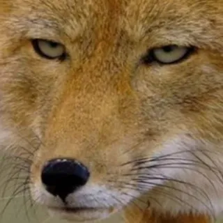 😓 raposa, animal, vida selvagem, natureza, retrato telegram sticker