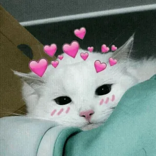 🐾 猫, ハート, 動物, 可愛い, ペット, 白猫, かわいい telegram sticker